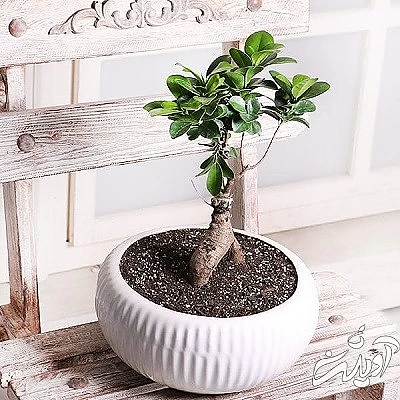 تعویض گلدان بونسای